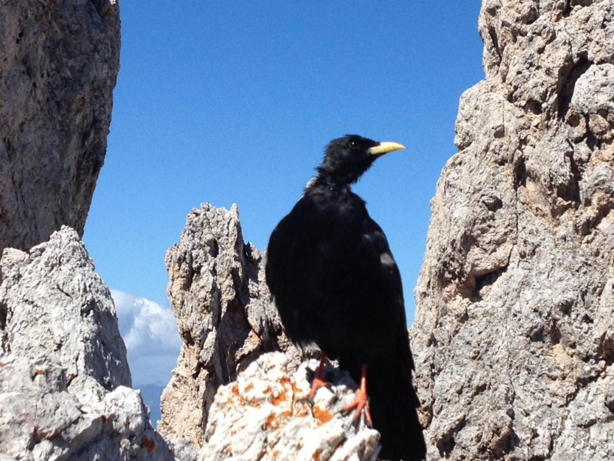 Garni Alpin Hotel Siusi Bagian luar foto
